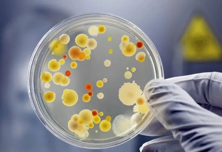 食品安全國家標準食品微生物學檢驗菌落總數測定
